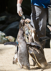 Image showing Pinguin is being fed