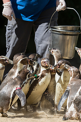 Image showing Pinguin is being fed