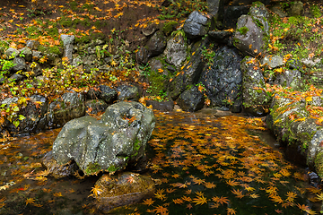 Image showing Japanese park and maple tree