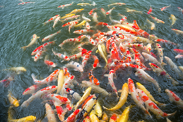 Image showing Carp fish