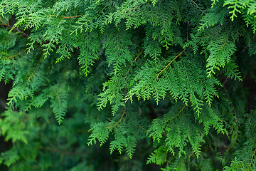 Image showing Green trees in a forest 