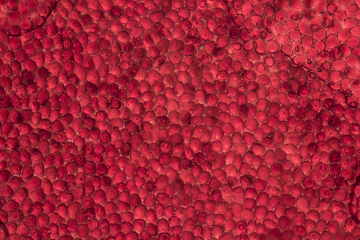 Image showing microscopic poinsettia detail