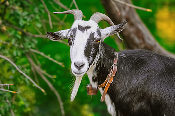 Image showing Portrait of Goat