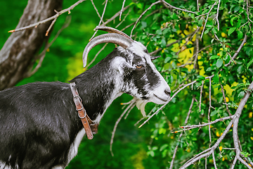 Image showing Portrait of Goat