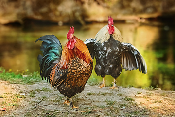 Image showing Two roosters near river