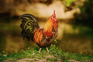 Image showing Rooster near river