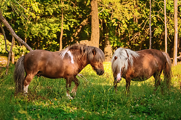 Image showing Two ponies on pasture