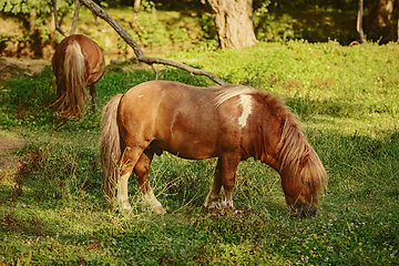 Image showing Two ponies on pasture