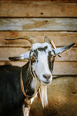 Image showing Portrait of Goat