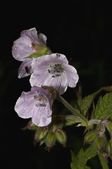 Image showing geranium flower