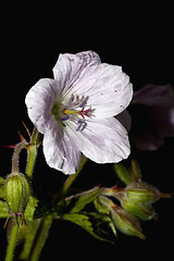 Image showing Geranium