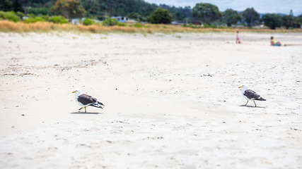 Image showing Seagulls on the beach