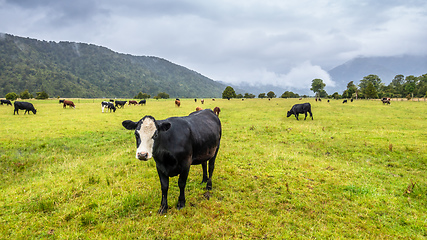 Image showing lush landscape with cows