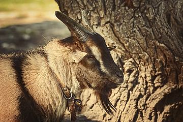 Image showing Portrait of Goat