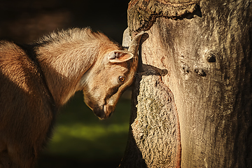 Image showing Goat and tree