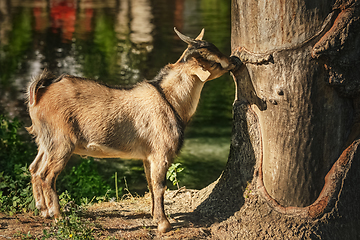 Image showing Goat near tree