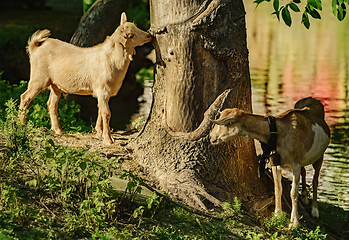 Image showing Goats on the bank of a river 