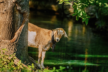 Image showing Goat near tree