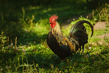 Image showing Roosters in the Yard