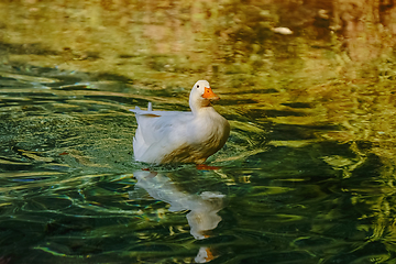 Image showing Duck on the Lake