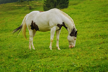 Image showing Horse on the pasture