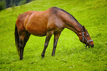 Image showing Horse on the pasture
