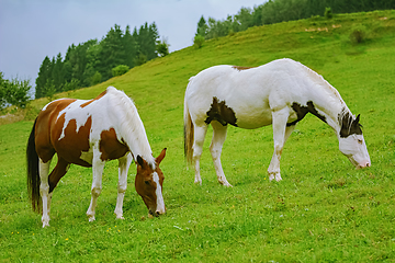 Image showing Horses on the pasture