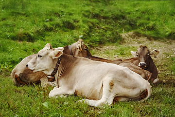 Image showing Cows in the Pasture