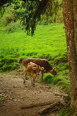 Image showing Cows Go to the Pasture