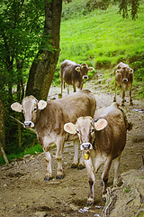 Image showing Cows Go to the Pasture