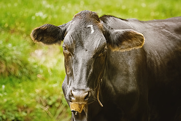 Image showing Portrait of Cow