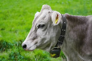 Image showing Portrait of Cow