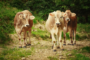 Image showing Cows in the Pasture