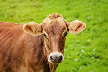 Image showing Portrait of Cow