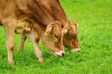 Image showing Cows in the Pasture