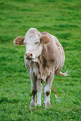 Image showing Cow in the Pasture