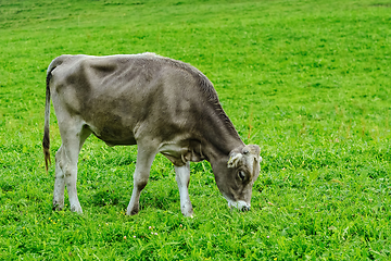 Image showing Cow in the Pasture