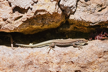 Image showing Viviparous lizard (Lacerta vivipara)
