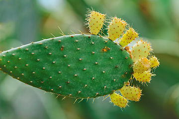 Image showing Opuntia, commonly called prickly pear