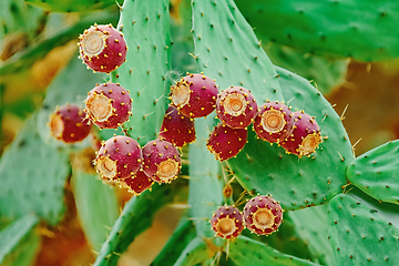 Image showing Opuntia, commonly called prickly pear