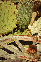 Image showing Opuntia, commonly called prickly pear