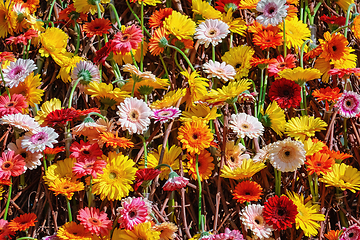 Image showing Gerbera flowers background