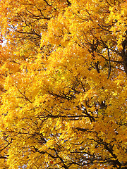 Image showing Yellow leaves background