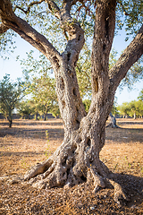 Image showing Olive tree in South Italy