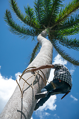 Image showing Adult male climbs coconut tree to get coco nuts