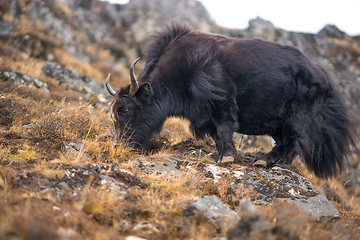 Image showing Yak or nak pasture on grass hills in Himalayas