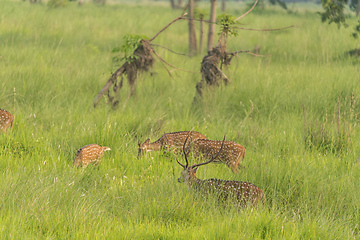 Image showing Sika or spotted deers herd in the elephant grass