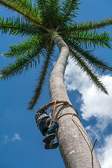 Image showing Adult male climbs coconut tree to get coco nuts