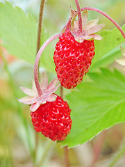 Image showing Wild strawberry