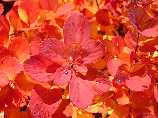Image showing Red leaves background